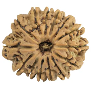 14 Mukhi Rudraksha 25.6mm 4.38gm - Rudraksha
