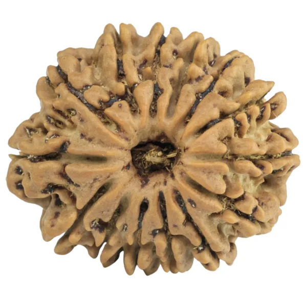 14 Mukhi Rudraksha 25.6mm 4.38gm - Rudraksha