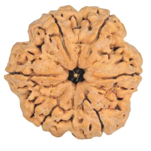 6 Mukhi Rudraksha 32.8mm 8.87gm - Rudraksha