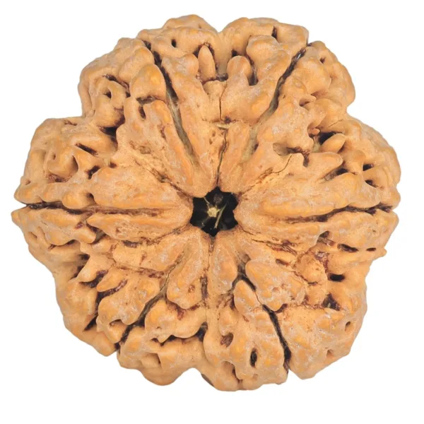 6 Mukhi Rudraksha 32.8mm 8.87gm - Rudraksha
