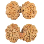 10 Mukhi Mini Trijuti 42.8mm 9.18gm - Rudraksha