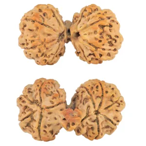 10 Mukhi Mini Trijuti 42.8mm 9.18gm - Rudraksha