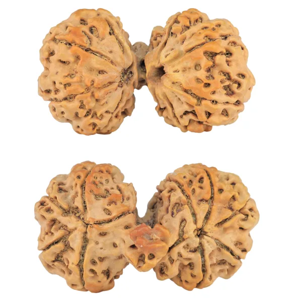 10 Mukhi Mini Trijuti 42.8mm 9.18gm - Rudraksha