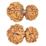 13 Mukhi Garbhgauri 36.7mm 4.86gm - Rudraksha