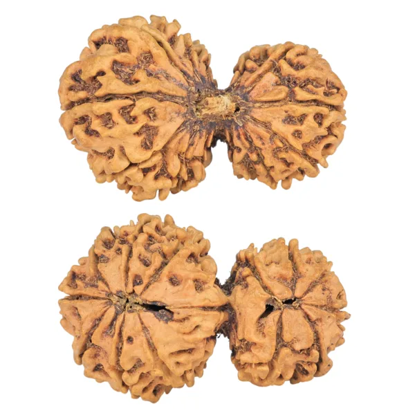 13 Mukhi Garbhgauri 36.7mm 4.86gm - Rudraksha