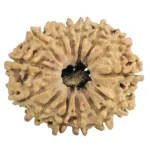 14 Mukhi Rudraksha 27.2mm 3.3gm - Rudraksha