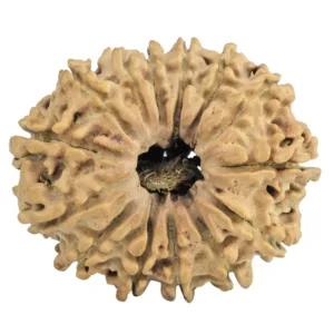 14 Mukhi Rudraksha 27.2mm 3.3gm - Rudraksha