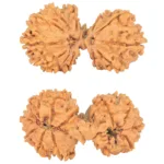 14 Mukhi Mini Trijuti 34.3mm 4.29gm - Rudraksha