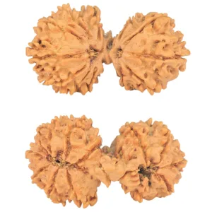 14 Mukhi Mini Trijuti 34.3mm 4.29gm - Rudraksha