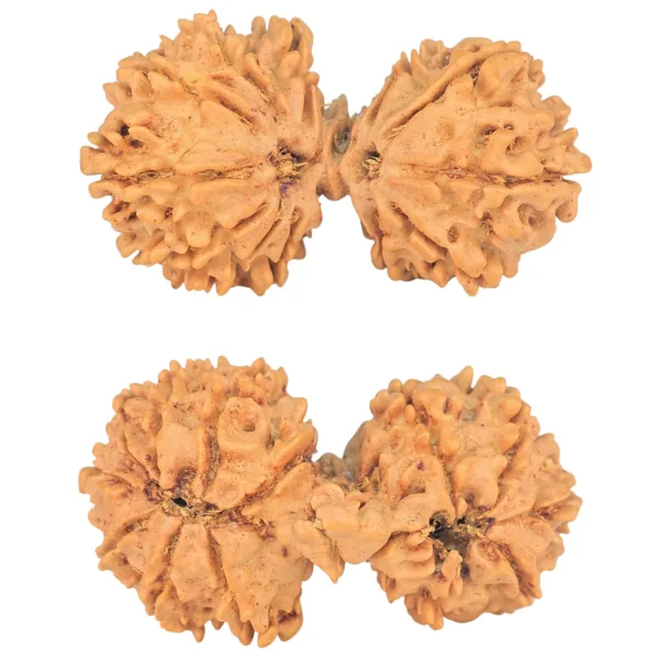14 Mukhi Mini Trijuti 34.3mm 4.29gm - Rudraksha