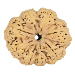 8 Mukhi Rudraksha 35.7mm 7.74gm - Rudraksha