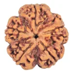 5 Mukhi Rudraksha 29.5mm 8gm - Origin: Nepal - Rudraksha