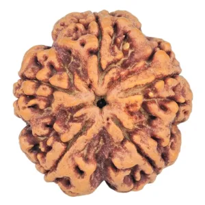 5 Mukhi Rudraksha 29.5mm 8gm - Origin: Nepal