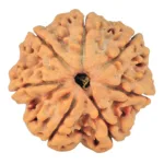 7 Mukhi Rudraksha 25.6mm 5.39gm - Rudraksha