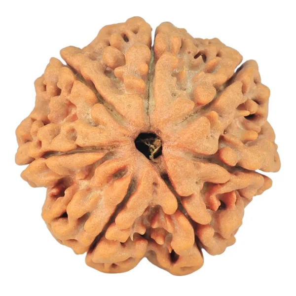 7 Mukhi Rudraksha 25.6mm 5.39gm - Rudraksha