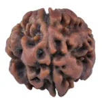 1 Mukhi Rudraksha 19.3mm 2.71gm - Rudraksha
