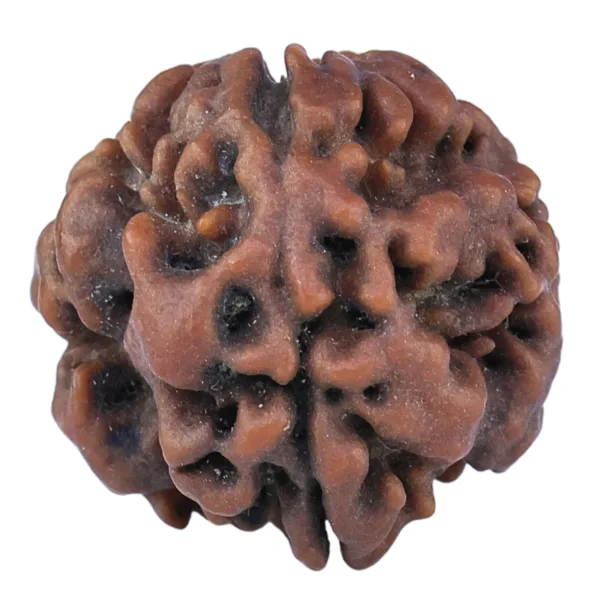 1 Mukhi Rudraksha 19.3mm 2.71gm - Rudraksha