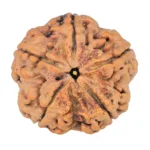 5 Mukhi Rudraksha 30.2mm 6.63gm - Rudraksha