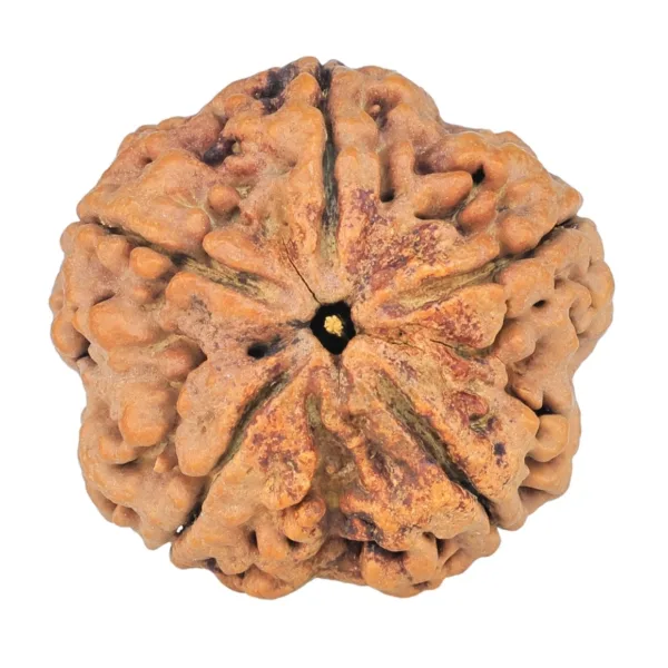 5 Mukhi Rudraksha 30.2mm 6.63gm - Rudraksha