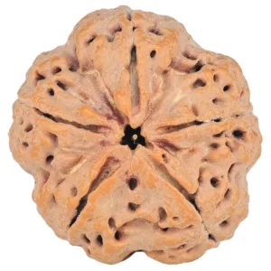 5 Mukhi Rudraksha 29.8mm 9.06gm