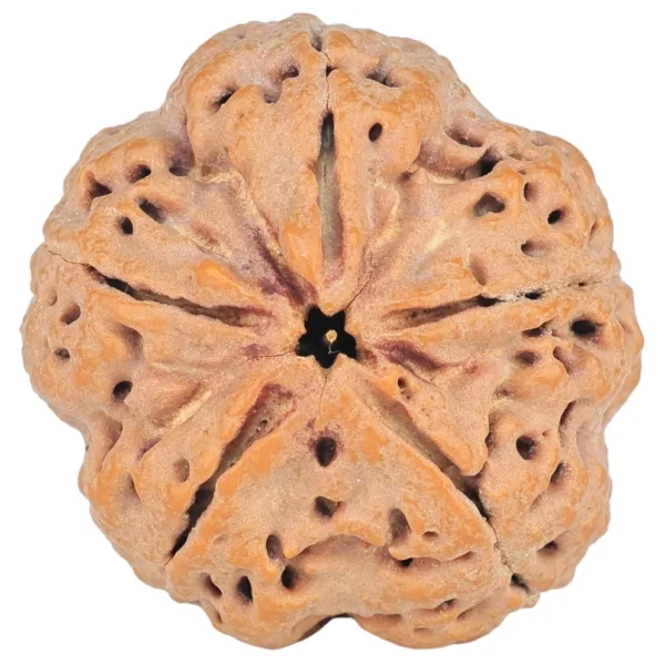 5 Mukhi Rudraksha 29.8mm 9.06gm - Rudraksha
