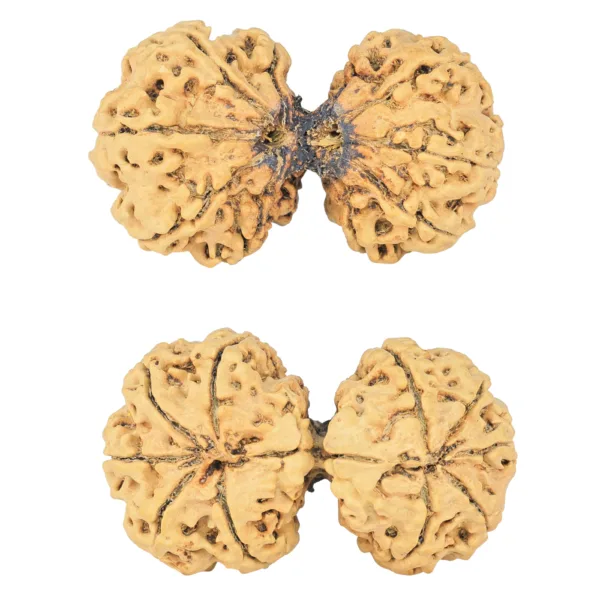 10 Mk Gaurishankar 40.2mm 6.87gm - Rudraksha