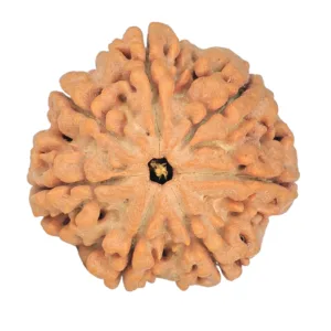 7 Mukhi Rudraksha 26.6mm 6.41gm - Rudraksha