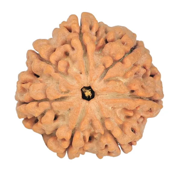 7 Mukhi Rudraksha 26.6mm 6.41gm - Rudraksha