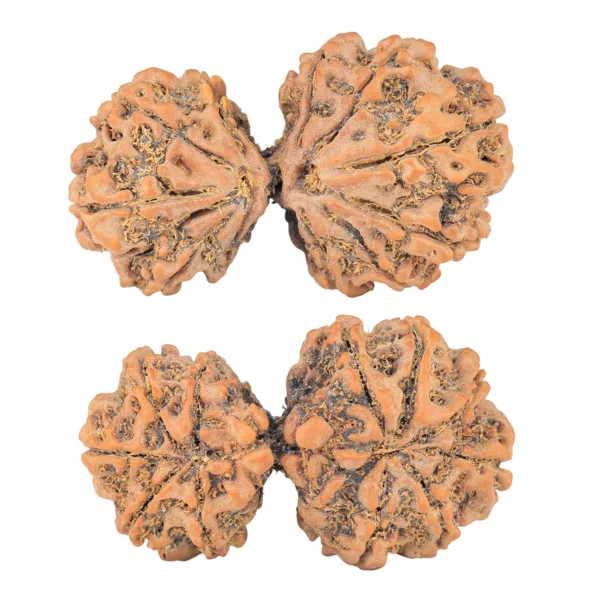 11 MK Gaurishankar 41.9mm 8.05gm - Rudraksha