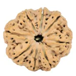 8 Mukhi Rudraksha 29.4mm 5.45gm - Rudraksha