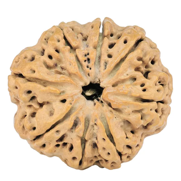 8 Mukhi Rudraksha 29.4mm 5.45gm - Rudraksha