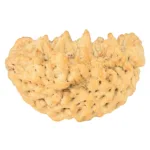 1 Mukhi Rudraksha 35.1mm 5.63gm - Rudraksha