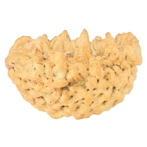 1 Mukhi Rudraksha 35.1mm 5.63gm - Rudraksha