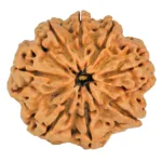 8 Mukhi Rudraksha 29.6mm 6.9gm - Rudraksha
