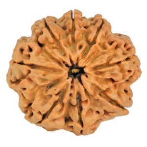 8 Mukhi Rudraksha 29.6mm 6.9gm - Rudraksha