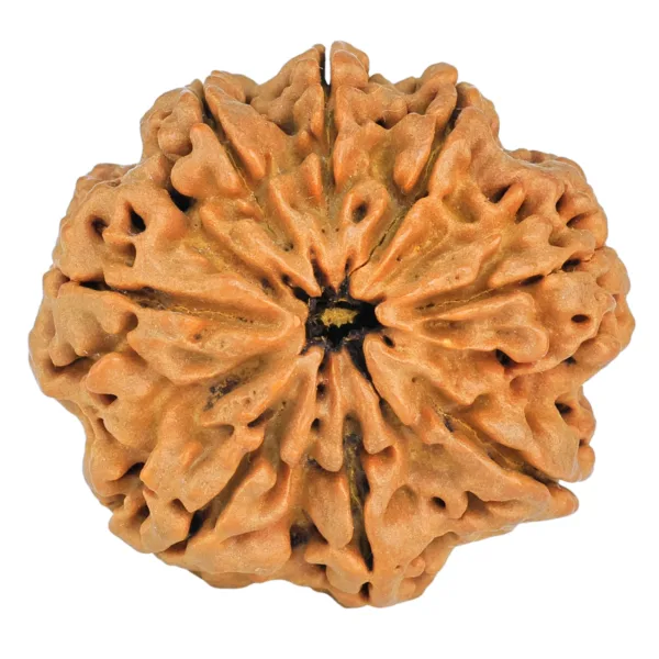 8 Mukhi Rudraksha 29.6mm 6.9gm - Rudraksha