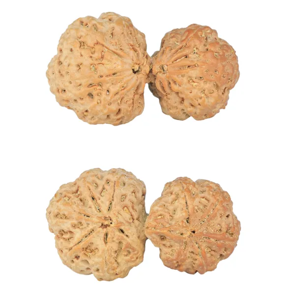 11 MK Gaurishankar 41.6mm 9.27gm - Rudraksha