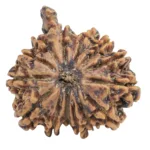 14 Mukhi Ganesh 26.5mm 4.52gm - Rudraksha
