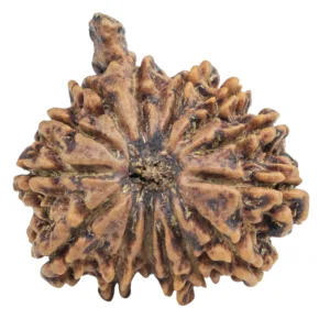 14 Mukhi Ganesh 26.5mm 4.52gm - Rudraksha