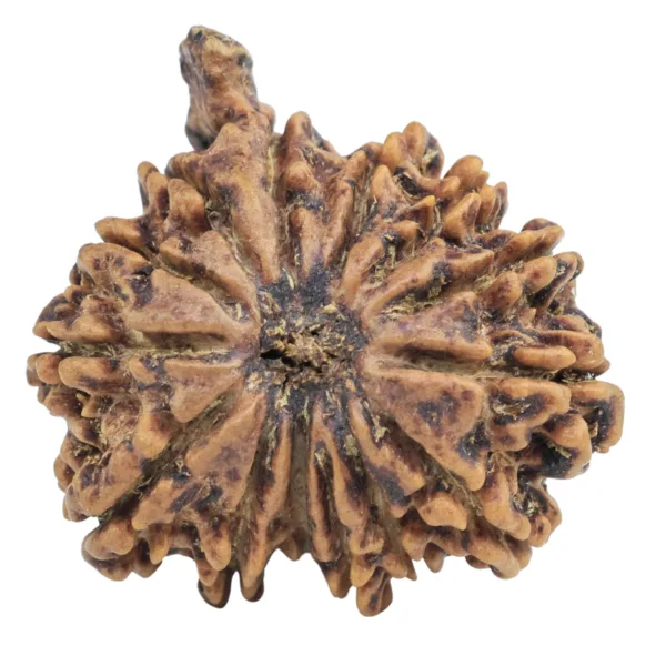 14 Mukhi Ganesh 26.5mm 4.52gm - Rudraksha