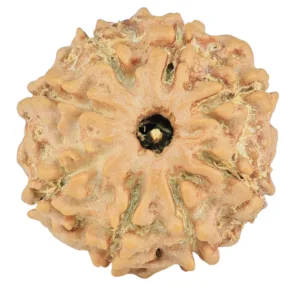 8 Mukhi Rudraksha 19.8mm 2.18gm - Rudraksha