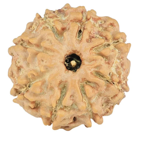 8 Mukhi Rudraksha 19.8mm 2.18gm - Rudraksha