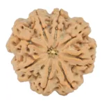 8 Mukhi Rudraksha 29.3mm 8.11gm - Rudraksha