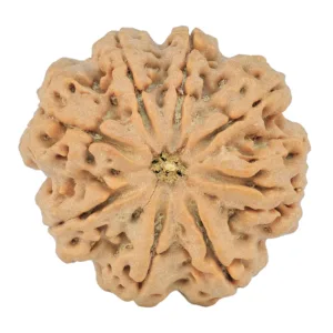 8 Mukhi Rudraksha 29.3mm 8.11gm - Rudraksha