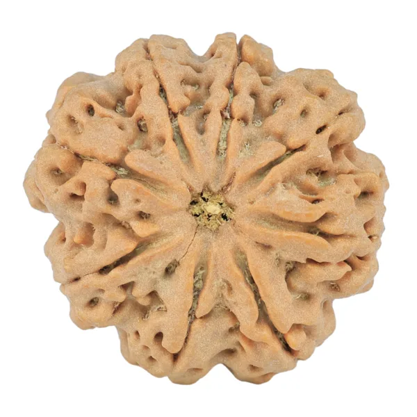 8 Mukhi Rudraksha 29.3mm 8.11gm - Rudraksha