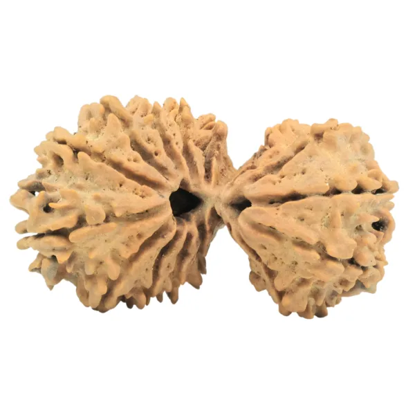 17 Mukhi Mini Trijuti 38.3mm 5.49gm - Rudraksha