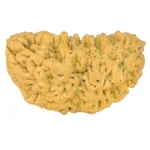 1 Mukhi Rudraksha 35.8mm 5.75gm - Rudraksha
