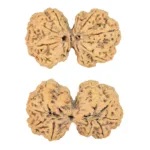 9 MK Gaurishankar 39.3mm 7.49gm - Rudraksha