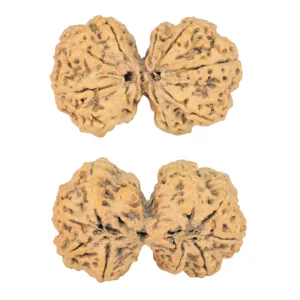 9 MK Gaurishankar 39.3mm 7.49gm - Rudraksha