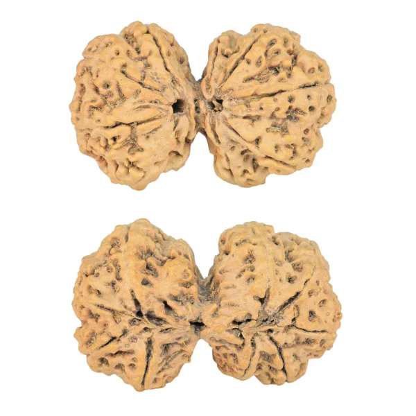 9 MK Gaurishankar 39.3mm 7.49gm - Rudraksha